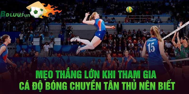 Cá cược bóng chuyền thắng lớn nhờ kinh nghiệm của cao thủ